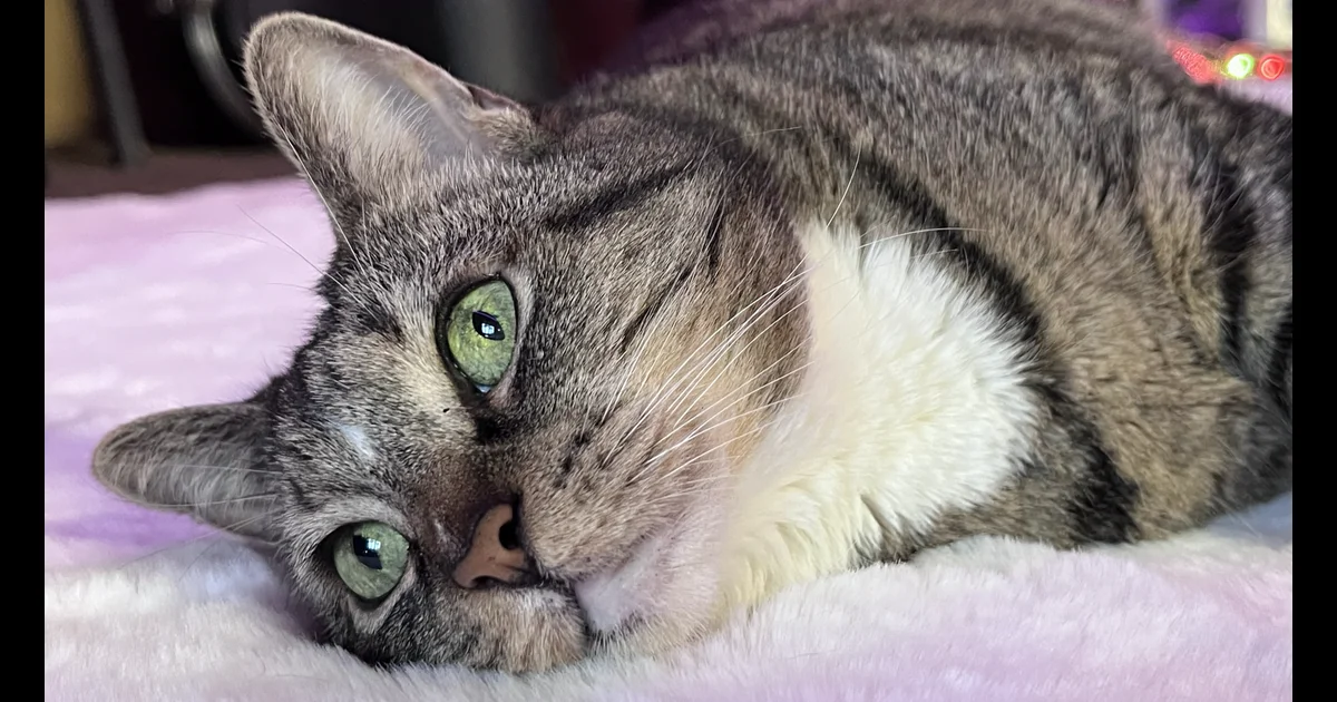 Alice the Wonder Cat