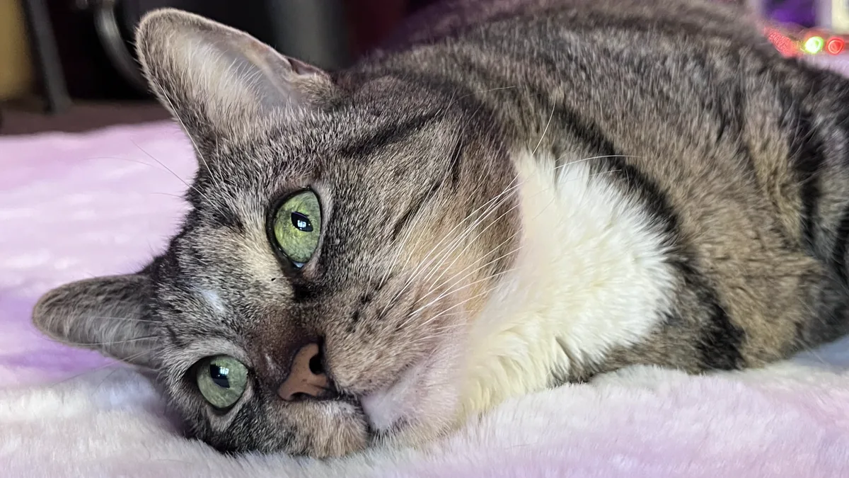 Caring for a Senior Cat with CKD and Hyperthyroidism
